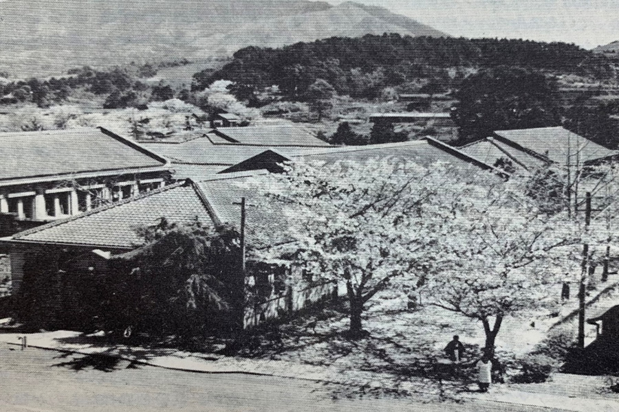 写真：病棟と桜